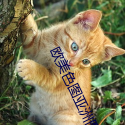 欧(ōu)美(měi)色图(tú)亚洲(zhōu)图片