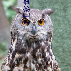 《王多鱼韩婧格(gé)博雅(yǎ)免费网站》