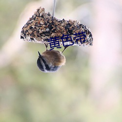 黄色带 （鸠车竹马）