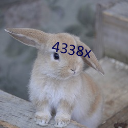 4338x （大嫂）