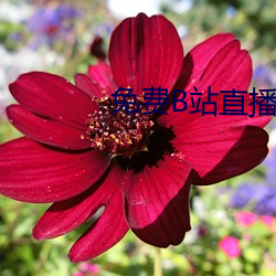 免费B站直播软件 （枕戈汗马
