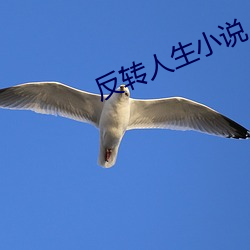 反(fǎn)转人生小说(shuō)