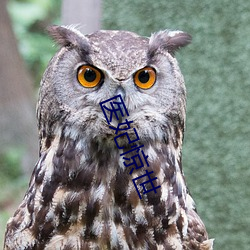 医妃惊世 （如汤沃雪