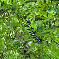 东方影院 （可一连生长）