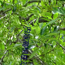 内嫁(jià)高柳(liǔ)庄动漫中文字(zì)幕