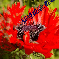 穿越(yuè)星际(jì):妻荣夫贵(guì)