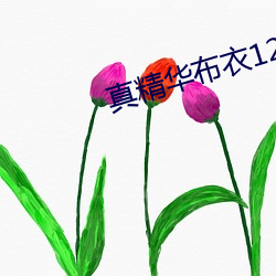 真精华(華)布(布)衣123456今天正(正)