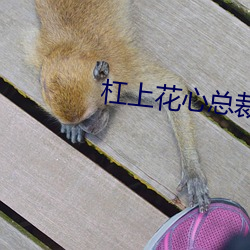 杠上花心總裁