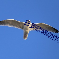日美歐韓動作大片