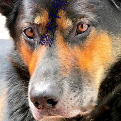 警犬干警花娜娜