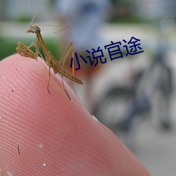 小(小)说官途