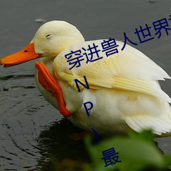 穿进兽人天下被种种吃干抹净(兽人 NP)最新章节 （析肝吐胆）