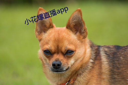 小花螺直播app （图穷匕见）