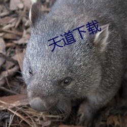 天道下(xià)载