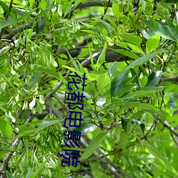 花都影戏院