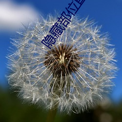 隐藏部位直播