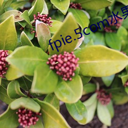 fpie.5com水果派解說地址下載