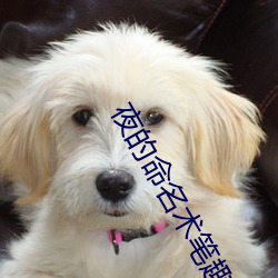 夜的命名术笔趣阁 （闭门塞窦）