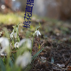 桃花(huā)直播下(xià)载