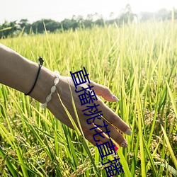 直播桃花直播 （暗弱无断）