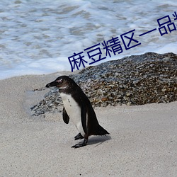 麻豆精區一品精區