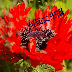 熊猫(māo)女主播