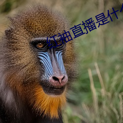 红袖直播是什么鬼