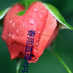 春雨直播app回放