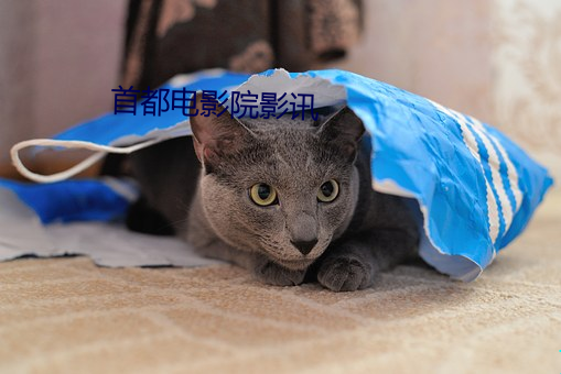 首都(都)电(電)影(影)院影(影)讯(訊)