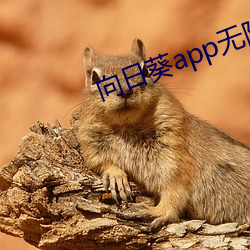 向日葵app无限观影下载