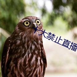 十大禁(禁)止(止)直播(播)软件