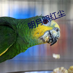 明月照红尘 （将计就计）