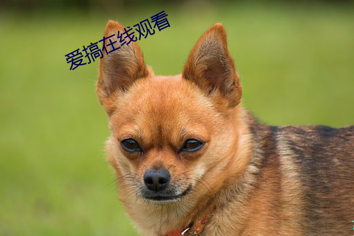 爱搞在线(xiàn)观看