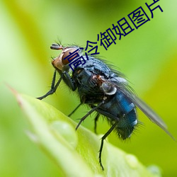 高冷御姐图片