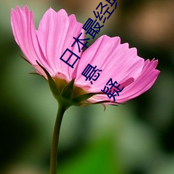 日(rì)本最(zuì)经典十大推理剧(jù) 日本最烧脑推理电视剧 最好看的(de)悬疑