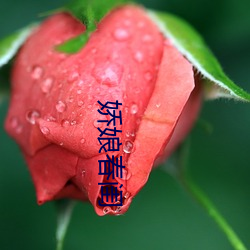 嬌娘春閨