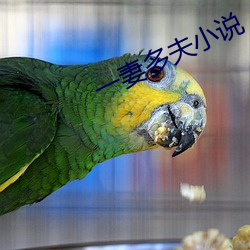 一妻多夫小說