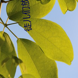 徒儿们放过为师吧