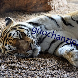 guochanzipai