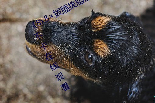 《8x8撥牐撥牐在線永久觀看》高清不卡在線觀看