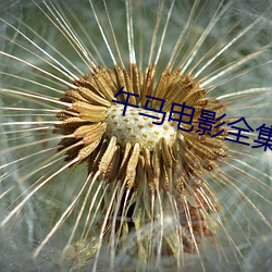 午马电(diàn)影(yǐng)全(quán)集