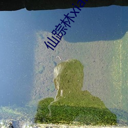 仙踪林xianzonglin免费版手游下载