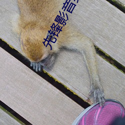先(先)锋影音男(男)人资源