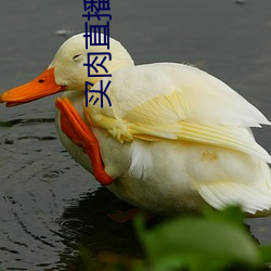 买肉直播不封号 （一丝两气）