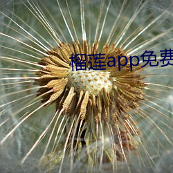 榴莲app免费破解(解)app平(平)台