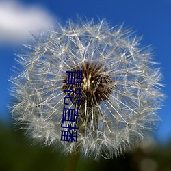 青(青)花直播