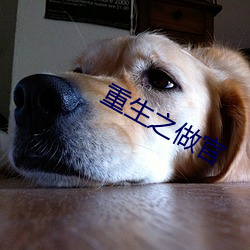 重生之做官(官)