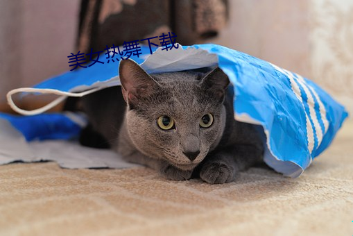 美女热舞下载