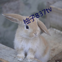 柚子837tv