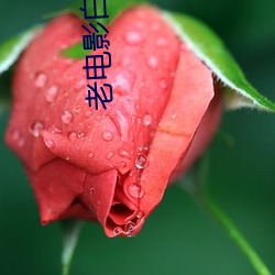 老电影白毛女